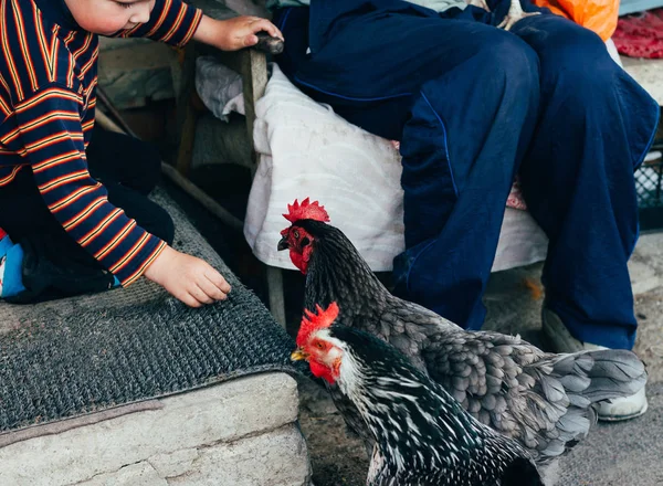 Tavuk besleme. Çocuk ve adam elinden siyah bir tavuğa kırmızı tarak ile beslenir. Tarım
