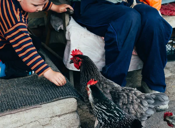 Tavuk besleme. Çocuk ve adam elinden siyah bir tavuğa kırmızı tarak ile beslenir. Tarım