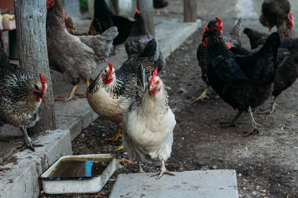 Miejscowości Chicken Biegu Kura Karmienia Człowieka Karmione Rąk Czarnego Kurczaka — Zdjęcie stockowe