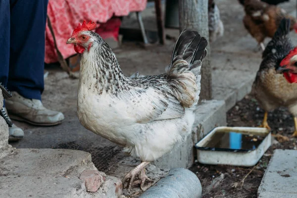 village, chicken on the run.Hen feeding. man are fed from hands a black chicken with a red comb. farming