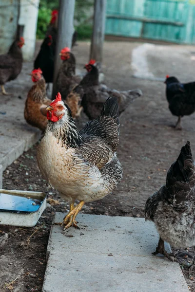 village, chicken on the run.Hen feeding. man are fed from hands a black chicken with a red comb. farming