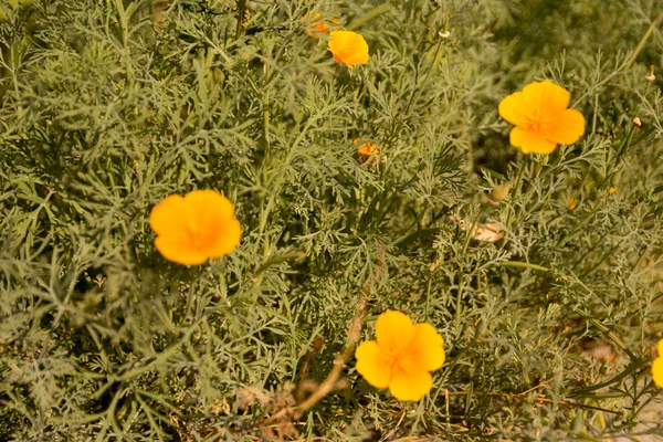 Flores Pequeñas Amarillas Verdolaga Crecen Jardín Suelo — Foto de Stock