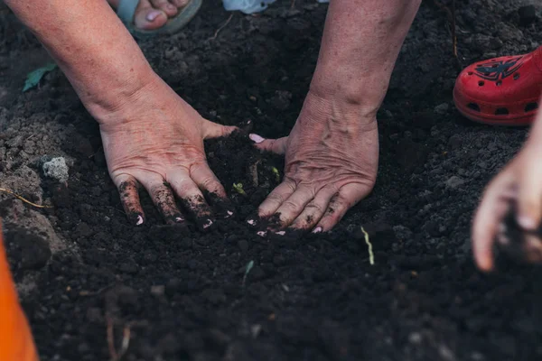 Female hands plant a green plant in the ground. on his hands a shadow from the net. hands in pattern. plant the plants on the farm. farming and breeding. hobby.