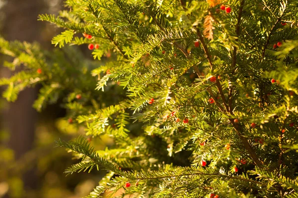 blur.coniferous tree in the sun, fir-tree, fir, with red fruits. botanical garden, guarded. red berries