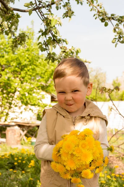 Csokor, pitypang, a gyermek kezét. kezet kezében egy pitypang virág csokor, rét. Szelektív összpontosít. — Stock Fotó