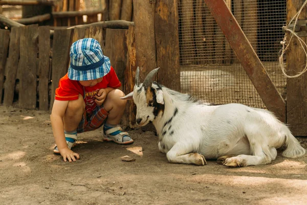 Boy sits on the grass and feeds the black goat.boy sitting near a white goat, friendship between a child and an animal. in zoo. touching zoo. animal therapy
