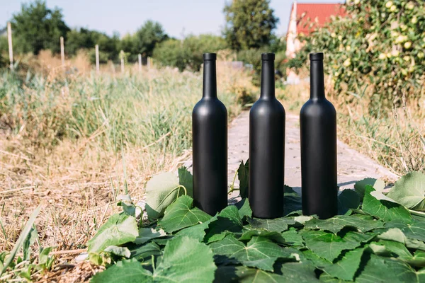 three black wine bottles, stand on green, grape leaves, on the road in the village. the back garden and the house are seen.Home wine.