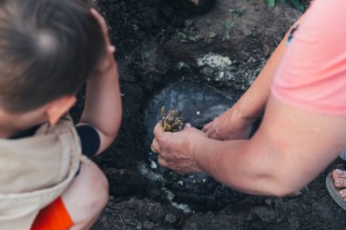 Kadın el bir SAP, fidan su, gübre bir deliğe bitki. Çiçekler ilkbaharda dikim. çocuk yardımcı olur görünüyor ve gözlemler. Bahçe öğrenme.