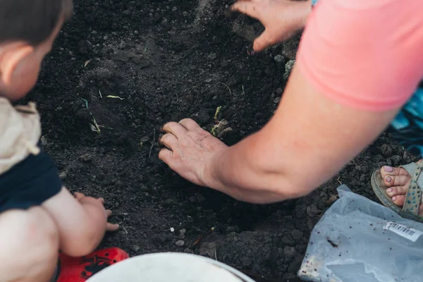 Wanita tangan tanaman tangkai, bibit dalam lubang diisi dengan air, pupuk. Menanam bunga di musim semi. dekat anak itu membantu, terlihat dan mengamati. belajar berkebun . — Stok Foto