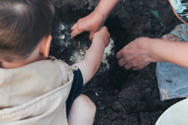 womens hands plant a stalk, seedlings in a hole filled with water, fertilizer. planting flowers in spring. near the boy helps, looks and observes. learning gardening.