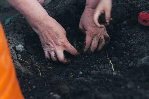 Weibliche Hände pflanzen Halme, Sämlinge in ein Loch. Pflanzen von Blumen im Frühling. Eine Kinderhand füttert den Boden daneben. Gartenarbeit und Pflege lernen — Stockfoto