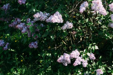 Bush, mor menekşe, büyüyen sokak, yol, köy rüzgarla