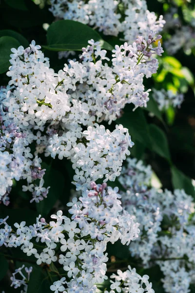 Bush, vind med violett violett, växer på gatan, vägen, byn — Stockfoto