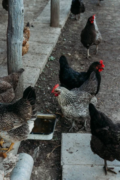 Miejscowości Chicken Biegu Kura Karmienia Człowieka Karmione Rąk Czarnego Kurczaka — Zdjęcie stockowe