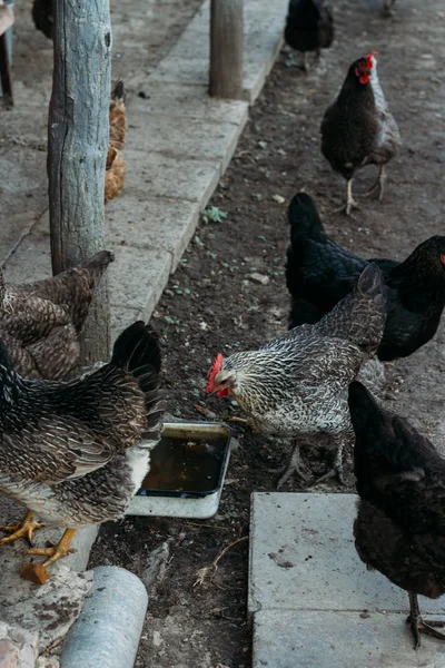 Miejscowości Chicken Biegu Kura Karmienia Człowieka Karmione Rąk Czarnego Kurczaka — Zdjęcie stockowe