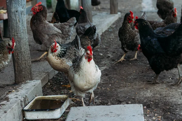 Miejscowości Chicken Biegu Kura Karmienia Człowieka Karmione Rąk Czarnego Kurczaka — Zdjęcie stockowe