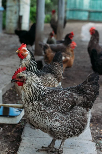 Villaggio Pollo Fuga Cibo Galline Uomo Alimentato Mani Pollo Nero — Foto Stock