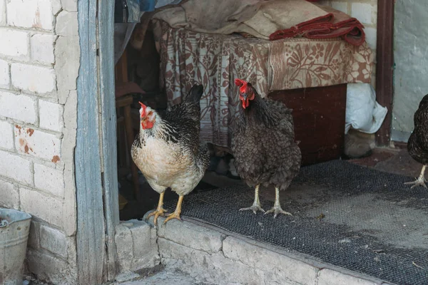 Miejscowości Chicken Biegu Kura Karmienia Człowieka Karmione Rąk Czarnego Kurczaka — Zdjęcie stockowe