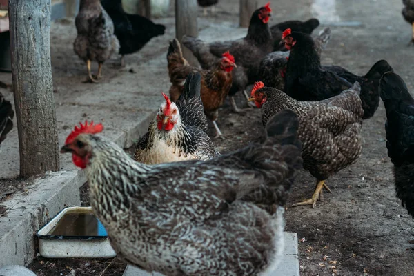 Miejscowości Chicken Biegu Kura Karmienia Człowieka Karmione Rąk Czarnego Kurczaka — Zdjęcie stockowe