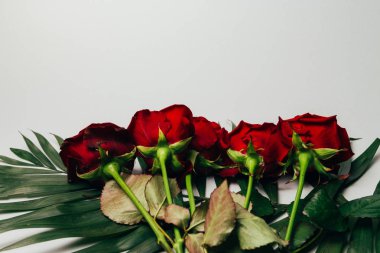 gri background.celebration bahar mevcut annelerin kırmızı gül