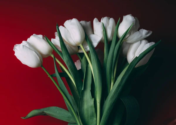 Bouquet Fresh White Tulips Red Background Spring — Stock Photo, Image
