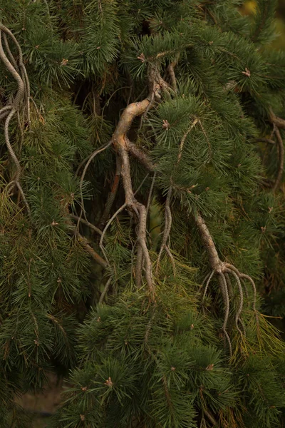 Stuifmeel Vallen Uit Nieuwe Pine Bloesem Groene Naalden Een Pine — Stockfoto