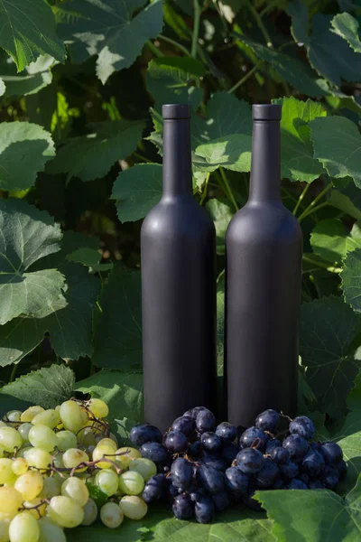 Due bottiglie di vino nero si staglia sullo sfondo di foglie verdi di uva e accanto ad essa si trova un grappolo d'uva — Foto Stock
