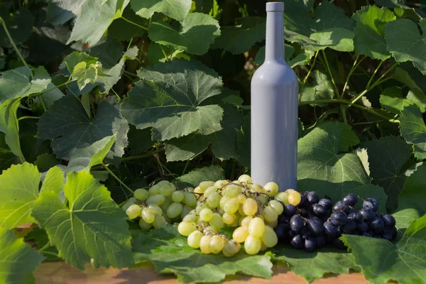 Bottiglia grigia di vino si erge sullo sfondo di foglie verdi di uva e accanto ad essa si trova un grappolo d'uva — Foto Stock