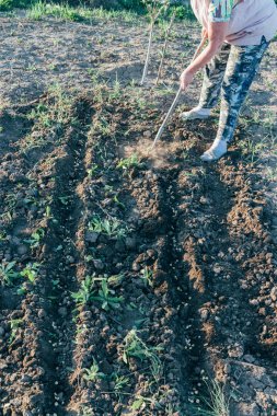 ilkbaharda, ekmek bezelye, baharda sebze dikim wells.burying tohumlar bitki.