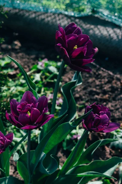 Kilka fioletowe tulipany rosną w ziemi w ogrodzie, na kwiatowej. Ogród wiosną. Wakacje — Zdjęcie stockowe