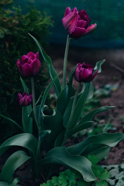 Plusieurs tulipes violettes poussent dans le sol dans le jardin, sur un lit de fleurs. Jardin de printemps.Vacances — Photo