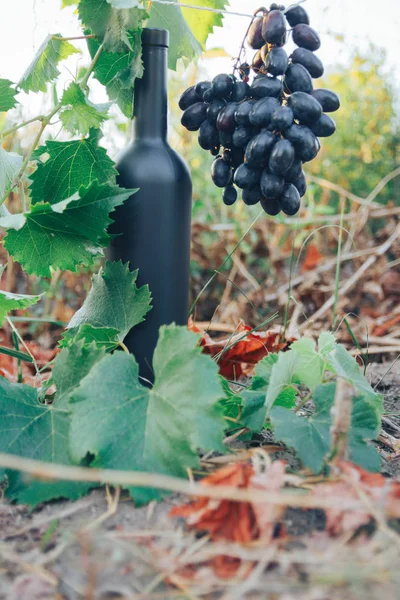 Una bottiglia nera di vino si trova a terra accanto all'uva, foglie verdi e una vigna.campagna, prodotto naturale — Foto Stock