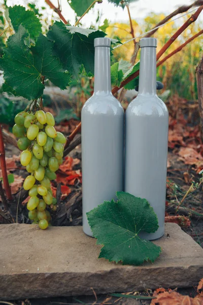 Due bottiglie grigie di vino si trovano a terra accanto all'uva, foglie verdi e una vite. campagna, prodotto naturale — Foto Stock