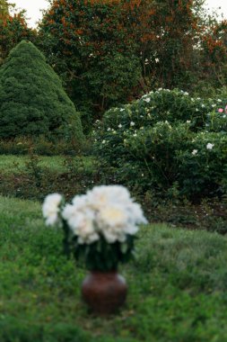 Yeşil çimenlerin üzerinde bahçesinde bir kil Vazoda beyaz peonies bir buket duruyor. Botanik Bahçesi. Yaz aylarında kırsal kesimde. Annem için bir hediye. doğanın hediyeler