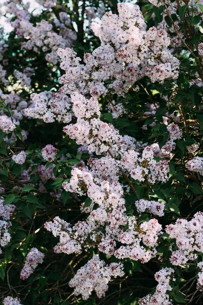 Branch, bush with purple lilac against the background of the road in the village drenched by the sun, summer — Stock Photo, Image