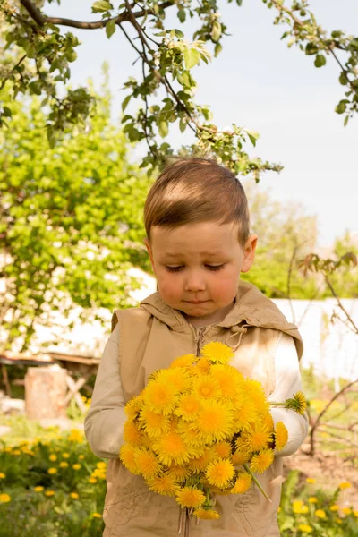 Маленький мальчик держит большой букет желтых одуванчиков, застенчивый, гримасы, подарок своей матери . — стоковое фото