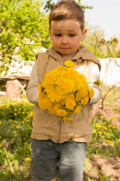 Een kleine jongen houdt een groot boeket van gele paardenbloemen, verlegen, grimassen, een geschenk aan zijn moeder. — Stockfoto