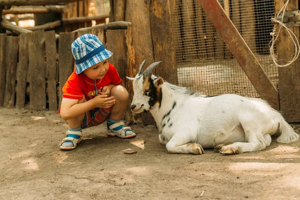 Chico sentado cerca de una cabra blanca, amistad entre un niño y un animal. en el zoológico. tocando el zoológico. terapia animal — Foto de Stock