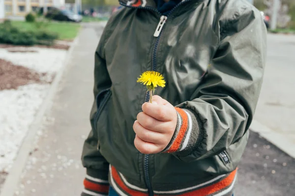Kis kezében tartja a pitypang virág — Stock Fotó