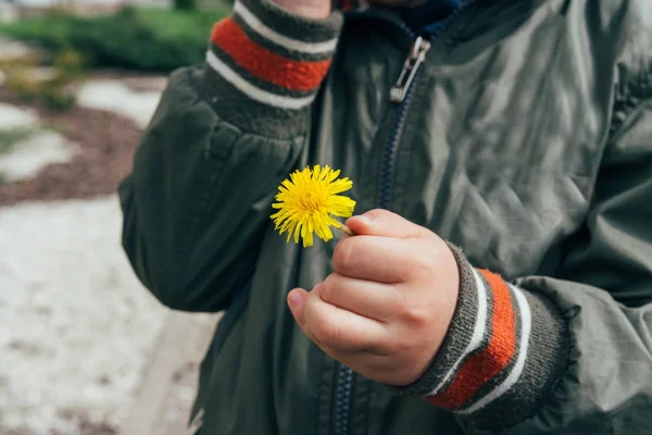 Kleine handen met een paardebloem bloem — Stockfoto