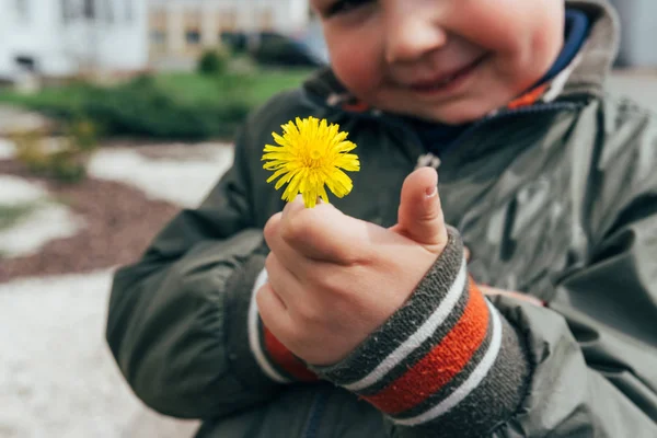 Kleine handen met een paardebloem bloem — Stockfoto