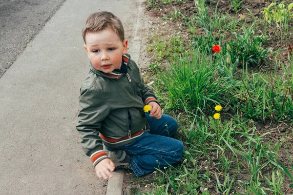 Tartó egy pitypang virág fiút tépte a pitypang kis kezek — Stock Fotó