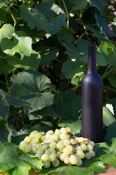 Una bottiglia di vino sorge sullo sfondo delle foglie verdi del vigneto, vicino a un grappolo d'uva. vite. bevanda naturale, vigneti privati — Foto Stock