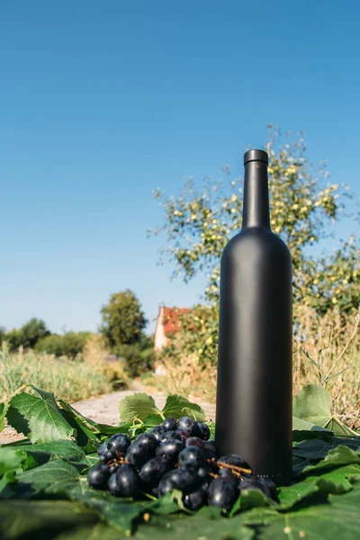 Una bottiglia di vino sorge sullo sfondo delle foglie verdi del vigneto, vicino a un grappolo d'uva. vite. bevanda naturale, vigneti privati — Foto Stock