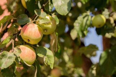 Evin arka planına karşı ağacın rüzgarında elma, hasat, Olgun ve doğal