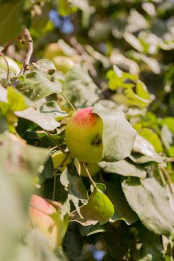 Evin arka planına karşı ağacın rüzgarında elma, hasat, Olgun ve doğal