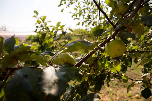 Jabłka na wietrze drzewa na tle domu, zbiorów, dojrzałych i naturalnych — Zdjęcie stockowe