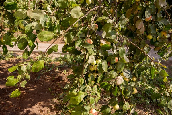 Pommes sur le vent de l'arbre sur le fond de la maison, récolte, mûr et naturel — Photo