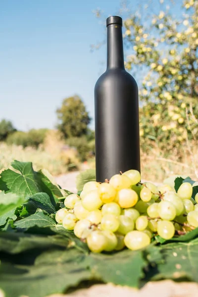 bottle of wine stands against the green leaves of the vineyard. vine. natural drink, private vineyards. natural drink, private vineyards grapes are nearby standing on the road in the countryside