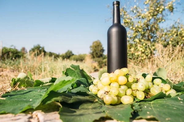 bottle of wine stands against the green leaves of the vineyard. vine. natural drink, private vineyards. natural drink, private vineyards grapes are nearby standing on the road in the countryside